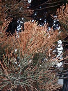 detail of evergreen tree damage, needles