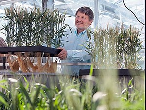 USU professor and researcher Bruce Bugbee in a greenhouse lab