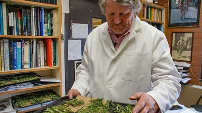 Professor Bruce Bugbee from the USU Plants, Soils and Climate Department, conducting hemp research
