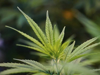 hemp plants with high cannabidiol (CBD) and very low THC content