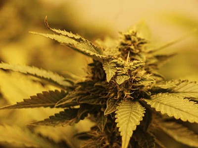 hemp plants with high cannabidiol (CBD) and very low THC content
