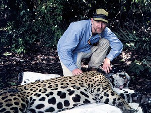 USU professor Eric Gese and a tranquilized jaguar in Brazil