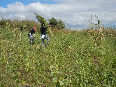 Harvesting sesame in Somotillo Nicaragua.