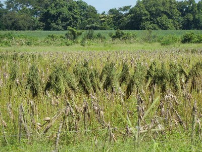 Sesame drying in Reu Guatemala.