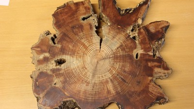 A slice of Scots pine used in the study of climate in Mongolia.