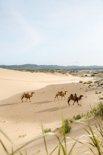 Camels walking in Mongolian desert.