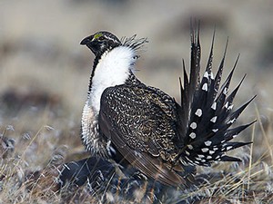 photograph of a sage-grouse