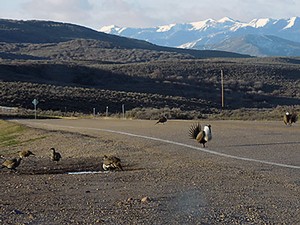 Sage-grouse in roadway