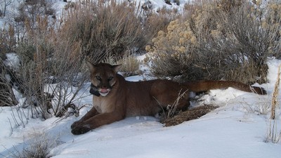 Mountain lion in the wild.