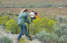Utah Master Naturalist Program participants help manage dyer’s woad