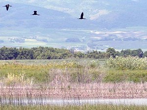 scenic photo of Cache Valley wildlife and wetlands