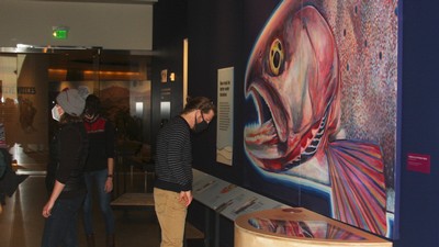 Art depicting Sarah Null's research interest.