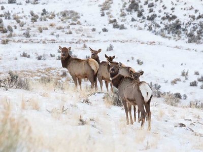Adult female elk roam roam in Yellowstone National Park