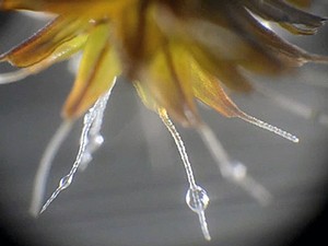 A photograph of the moss Syntrichia caninervis collecting water