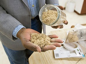 plant material for biomass conversoin