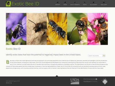 Screenshot of online Exotic Bee ID guide