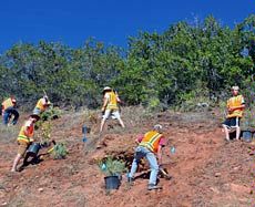 volunteers working on the re-vegetation project in Emigration Canyon
