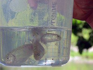 trout in a jar and part of the Utah 'Trout in the Classroom' program