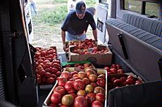 loading produce in truck for delivery to food pantry