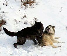 wolves in Yellowstone National Park fighting