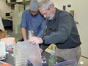 USU professor Wayne Wurtsbaugh and a student volunteer prepare brine shrimp kits