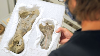 newly-discovered fossil.