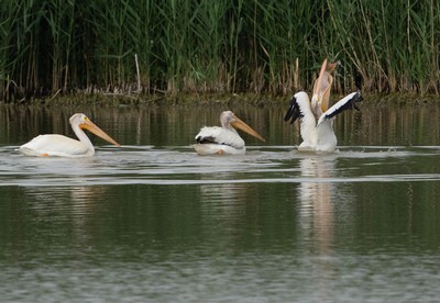 Pelicans eating fish.