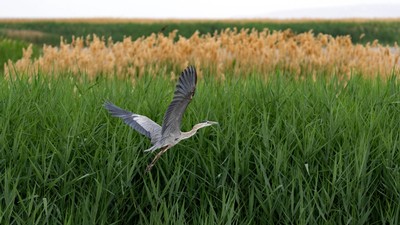 A great blue heron.