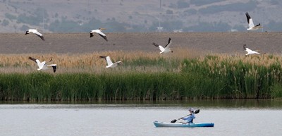 Pelicans flying over a kayaker.