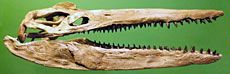 the skull of the Megacephalosaurus eulerti