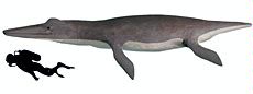 scale illustration with a human diver and the Megacephalosaurus eulerti