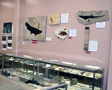 displays at the USU Geology Museum