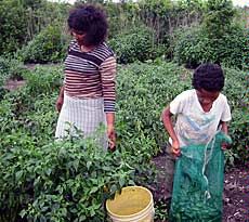 woman and son harvesting jalapeno peppers