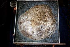 a giant clam in a wooden frame