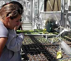 Global Academy student watering broccoli