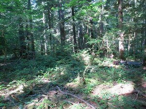 woody plants growing in a gap