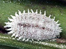mealybug