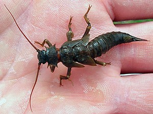 a salmonfly being held