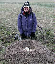 USU professor Karen Beard with tundra swan nest in Alaska