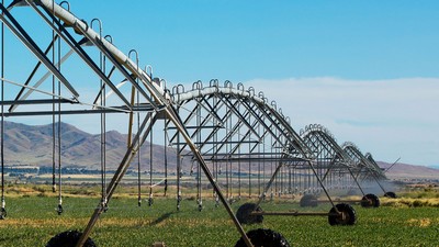 An irrigation line irrigates crops.