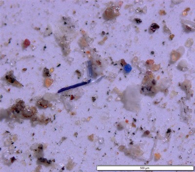Microscope image of microplastics in atmospheric particulate samples. 500 pm.