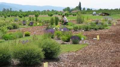 Researcher examining and caring for grass test patches.