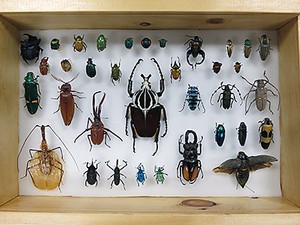Coleoptera examples from specimen box in the libarary's 'Small Wonders' exhibit