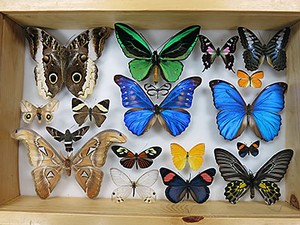 examples from the Lepidoptera specimen box in the library 'Small Wonders' exhibit