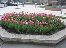 pink tulips at Logan Library