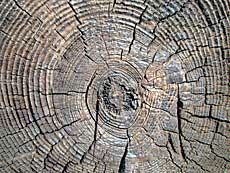 close-up of tree rings