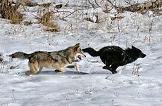 Wolves running