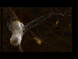 a digitally mainpulated image by USU art department faculty member Mark Lee Koven