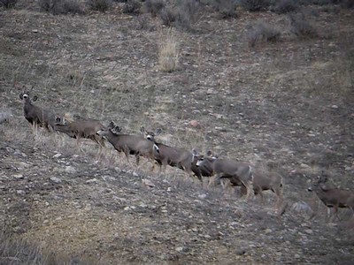 mule deer