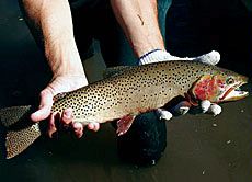 Bonneville cutthroat trout